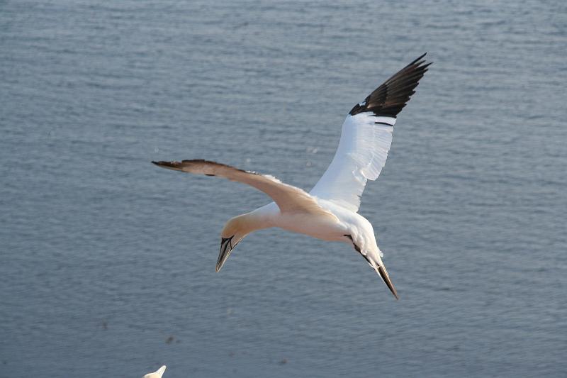 50DP-2009-015 Bild004.JPG